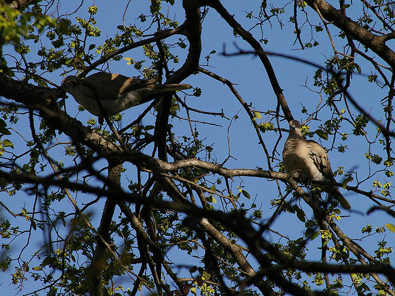 Eurasian Collared-dove - Park Land