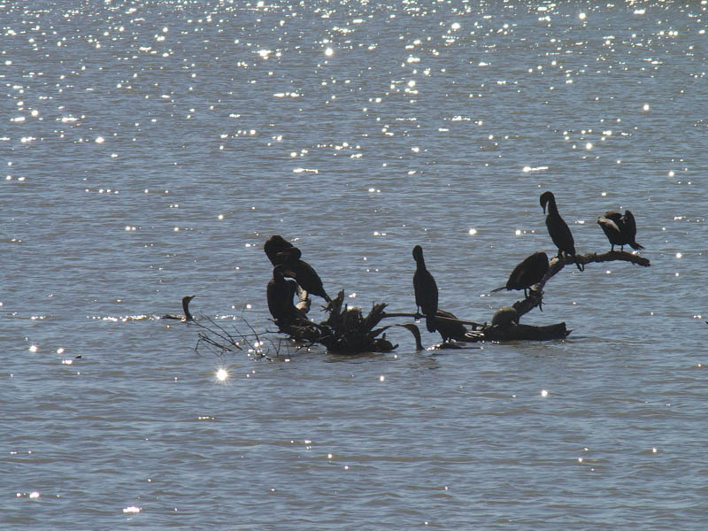 Neotropic Cormorant - At Woodlake Pond
