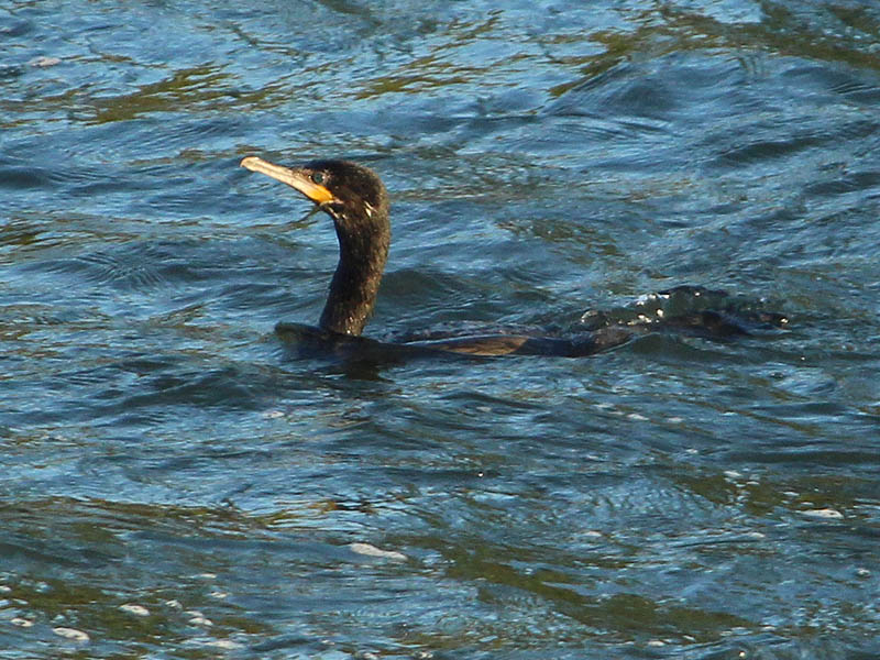 Neotropic Cormorant - Double Dipping