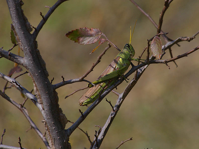 Obscure Bird Grasshopper - Into Autumn
