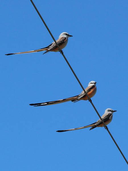 Scissor-tailed Flycatcher - Bounty