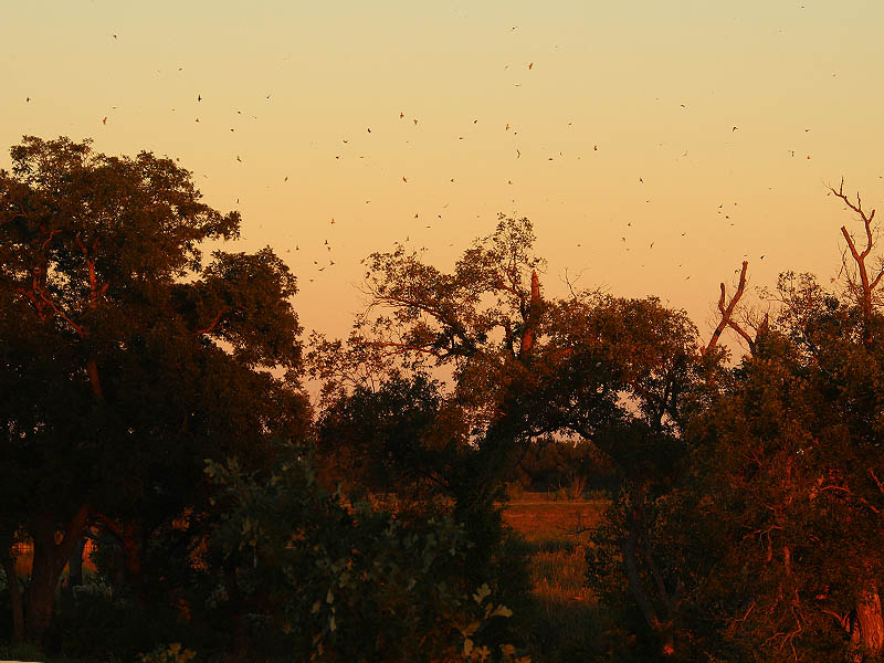 Barn Swallow - Sunset