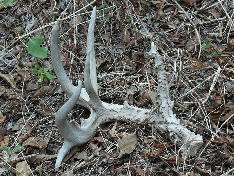 White-tailed Deer antler shed.  Notice where rodents have gnawed on the end of the main tine.