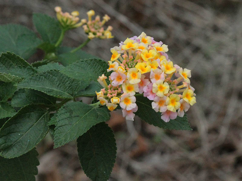 A Lantana blossom.  Evidence that a house had once been nearby?