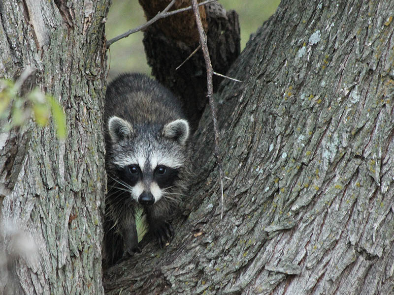 An inquisitive young Raccoon.