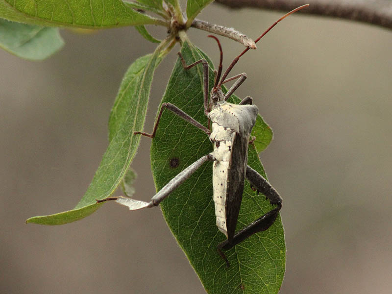 A Leaf-footed Bug.