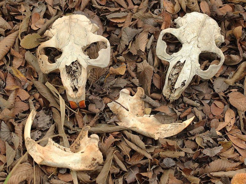 A pair of Beaver skulls found in close proximity to each other.