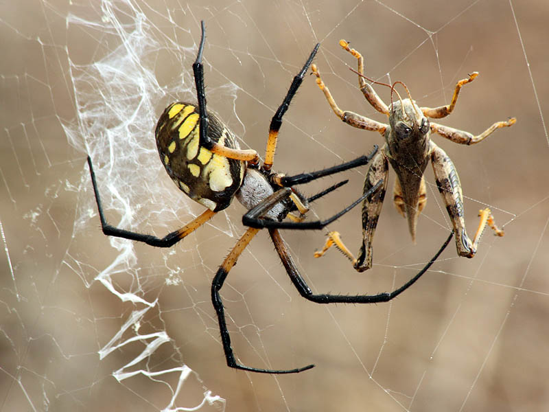 A Black and Yellow Garden Spider preying on a hapless grasshopper.