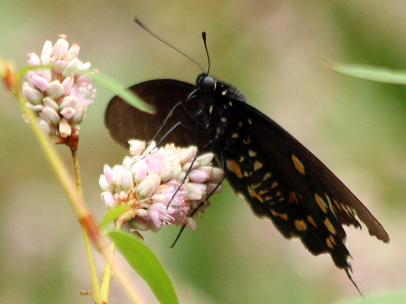 A Pipevine Swallowtail.
