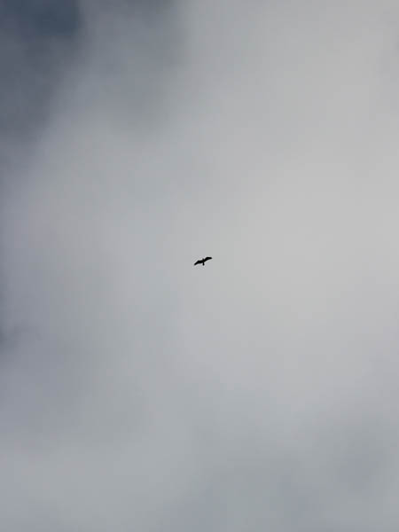 A mystery bird flying high in the sky.