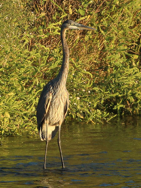 Great Blue Heron - The End of the Day