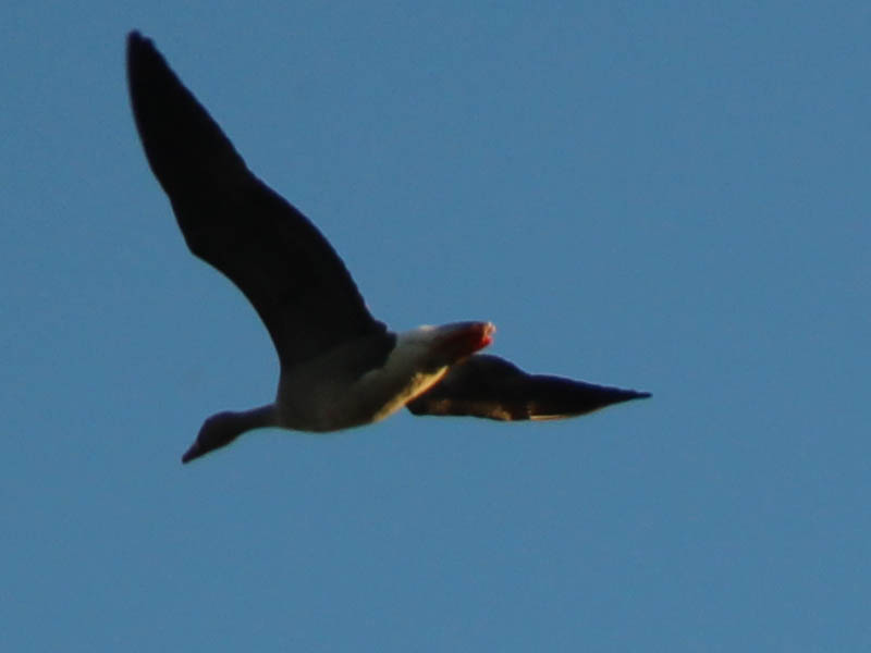 Greater White-fronted Goose - Flyby