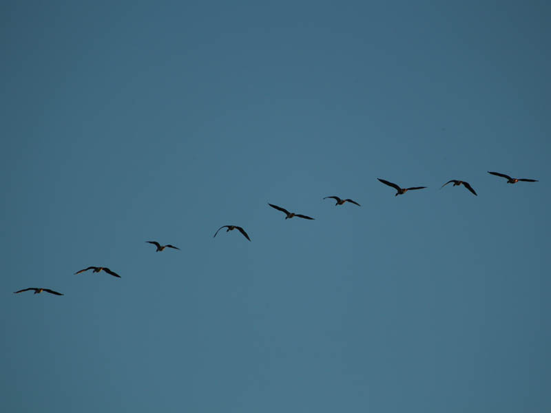 Greater White-fronted Goose - Flyby