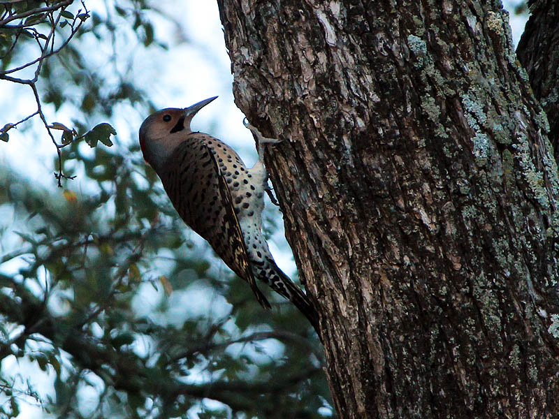 Yellow-shafted Norther Flicker