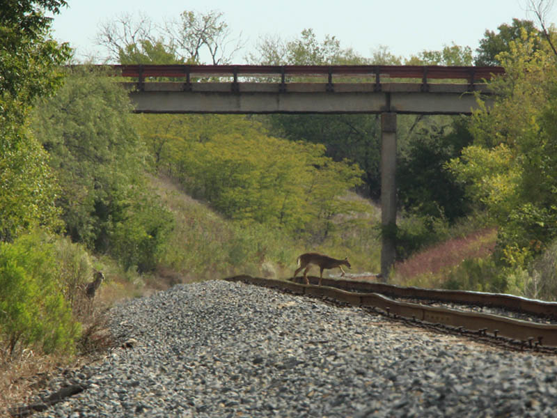 A small herd of deer crossing the railroad tracks.