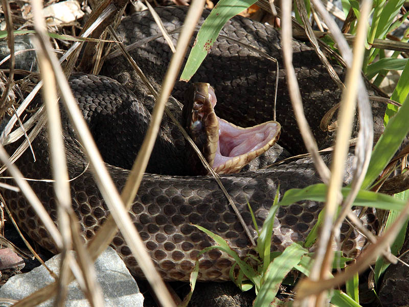 An angry Cottonmouth.