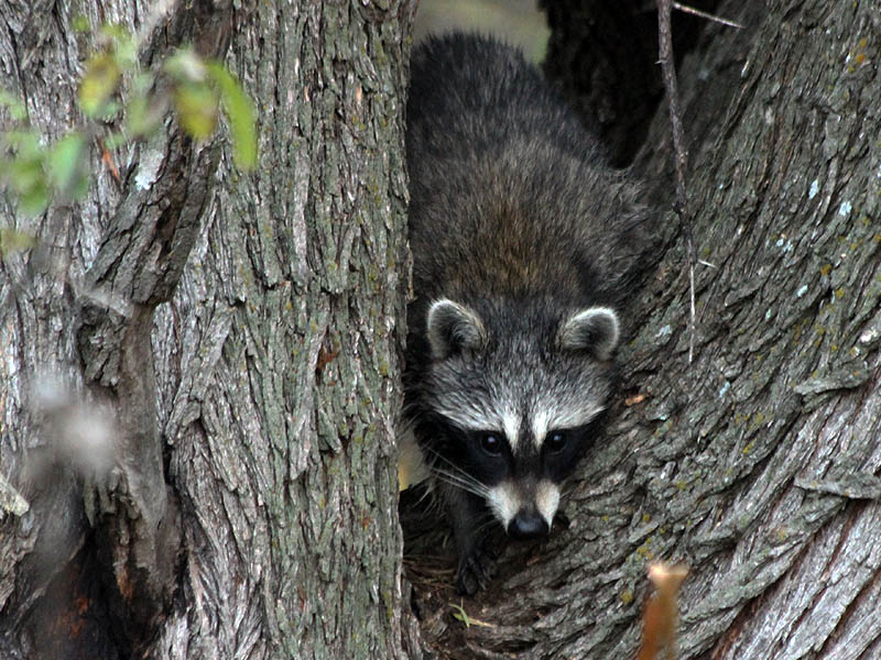 Raccoon - Encounter