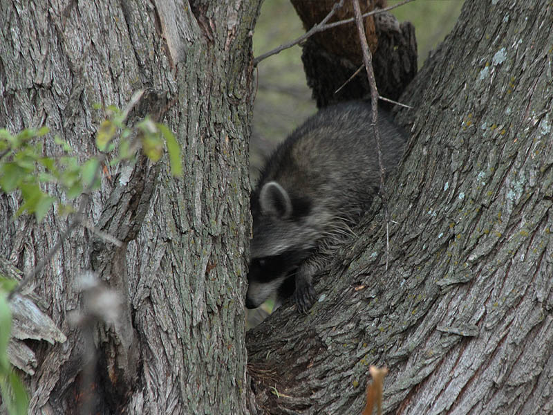 Raccoon - Encounter