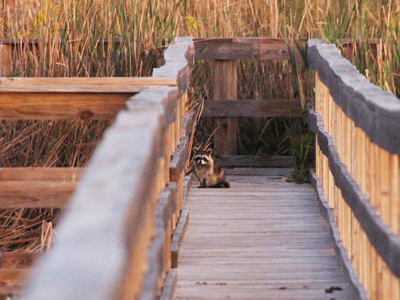 Raccoon - On the Boardwalk