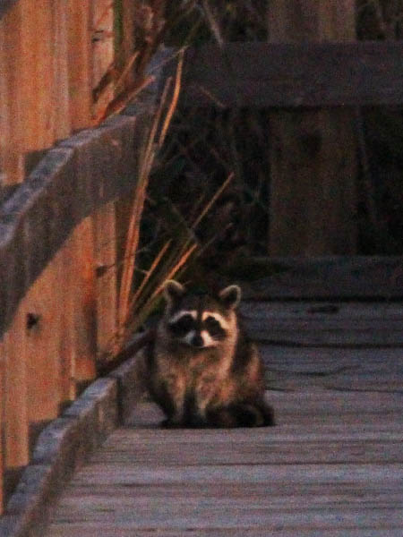 Raccoon - On the Boardwalk