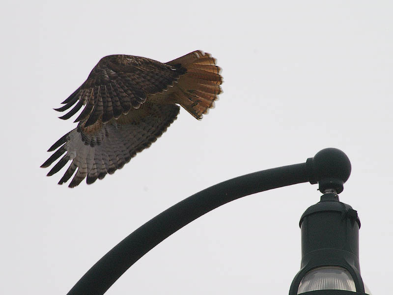 Red-tailed Hawk - Overcast