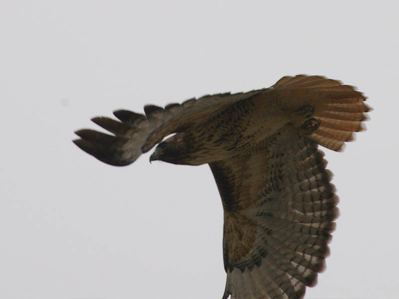 Red-tailed Hawk - Overcast