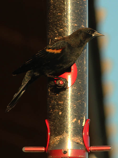 Red-winged Blackbird - On a Bird Feeder