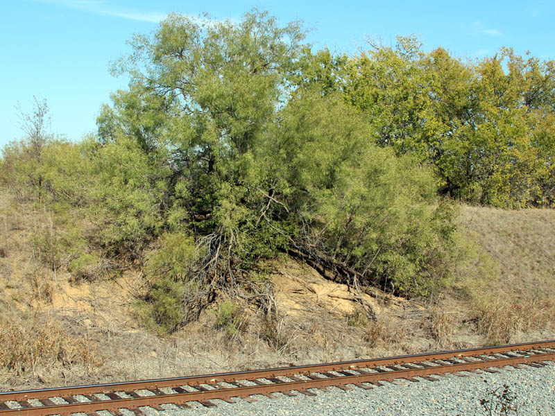 Mesquite over Railroad.