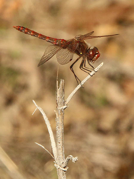 A male Variegated Meadowhawk.