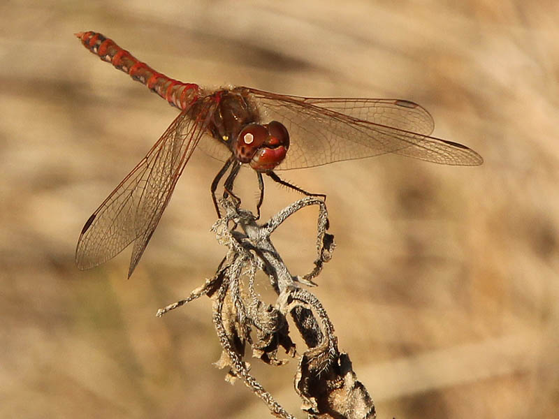 Variegated Meadowhawk - Egg Laying