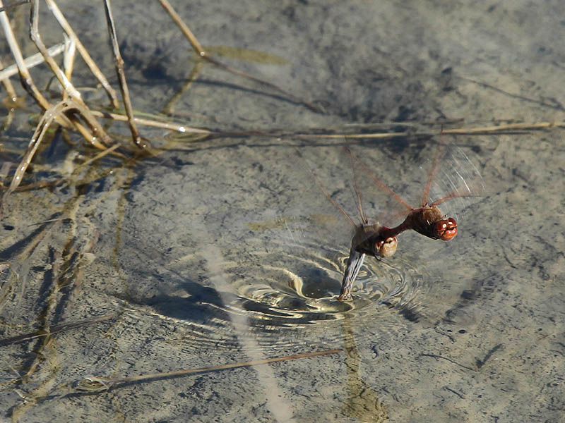 Variegated Meadowhawk - Egg Laying