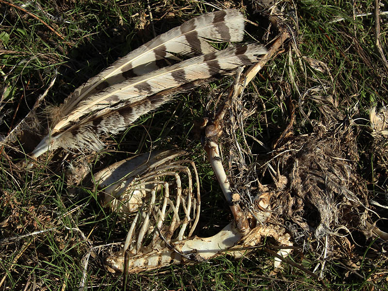 A great Horned Owl carcass. 