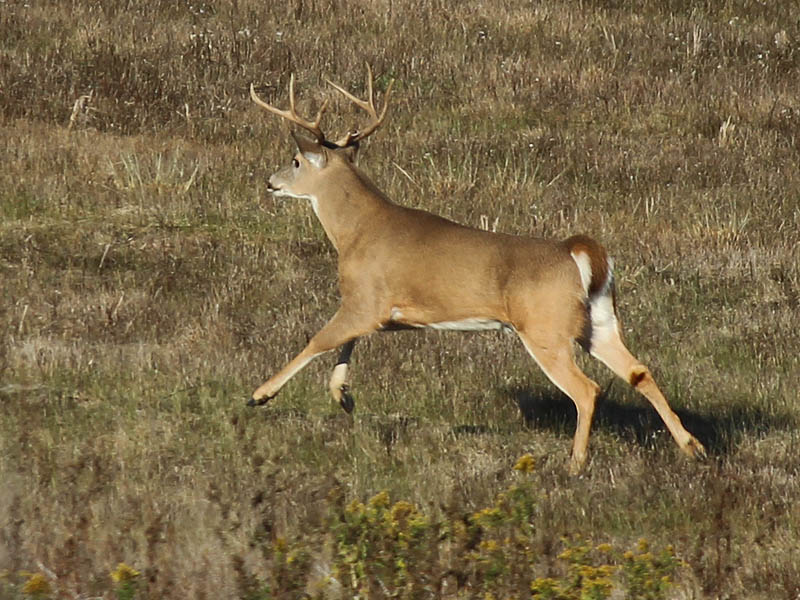 White-tailed Deer - Big Buck