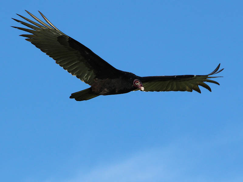 Turkey Vulture - The Roost Run