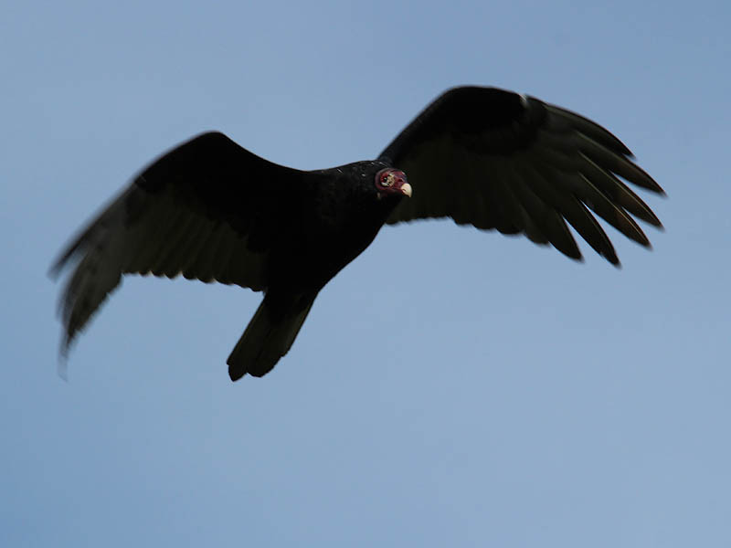 Turkey Vulture - The Roost Run