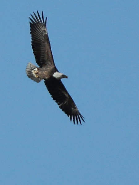 Bald Eagle - They're Back!