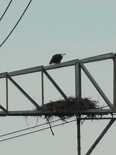 A short time after we arrived on site, so did the other adult eagle.