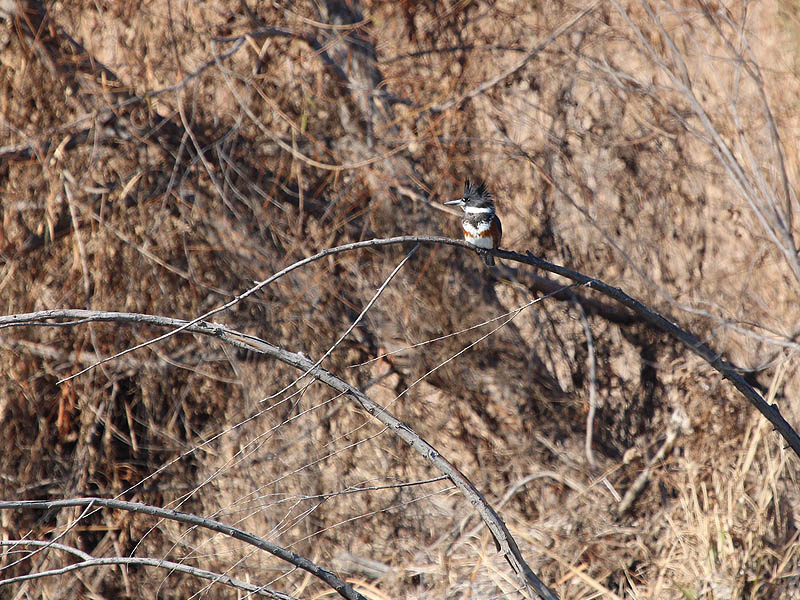 Belted Kingfisher - Up Close