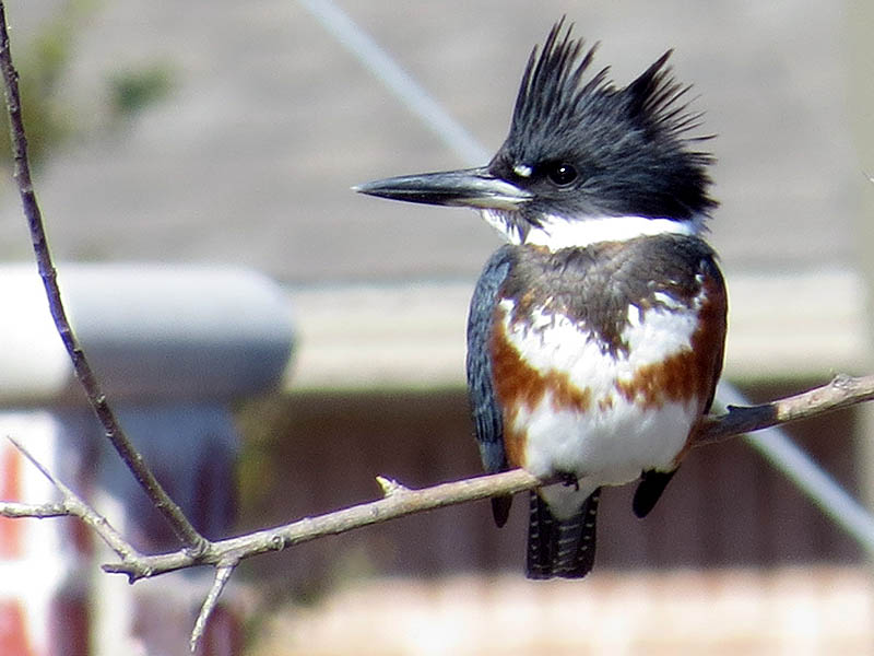 Belted Kingfisher - Up Close