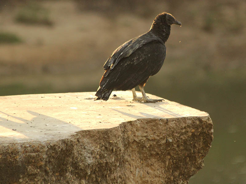 Black Vulture - Awaiting the Morning Sun