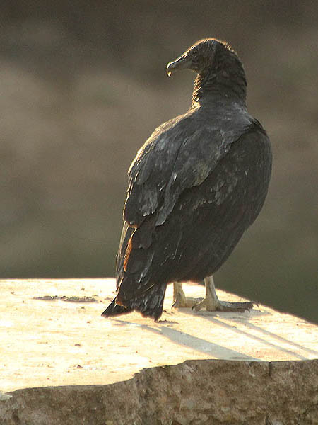 Black Vulture - Awaiting the Morning Sun