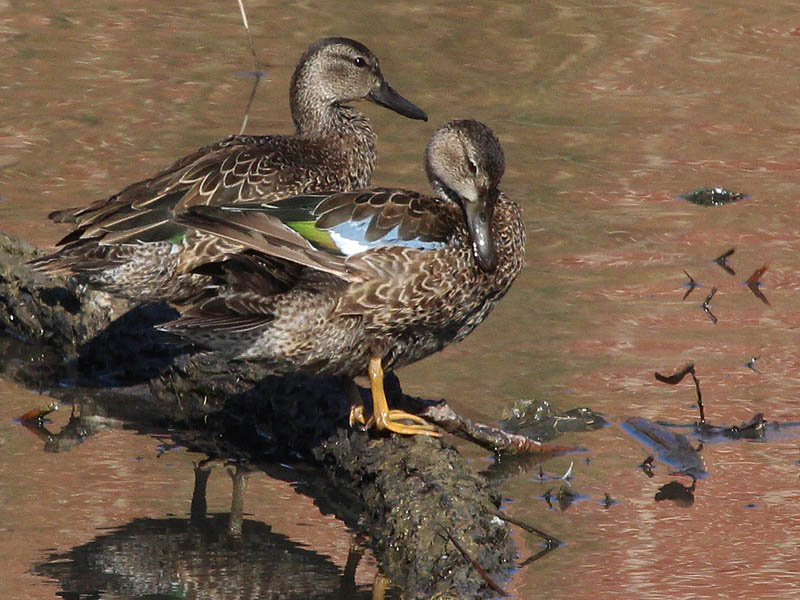 Blue-winged Teal - Reflections