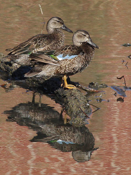 Blue-winged Teal - Reflections