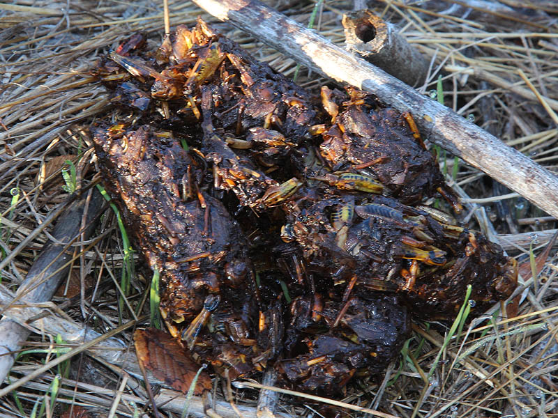 This Coyote  scat is loaded with Differential Grasshopper skeletons.