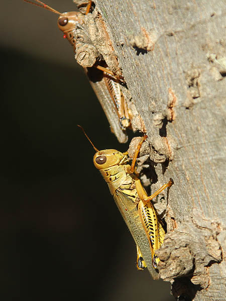Differential Grasshoppers in late October.