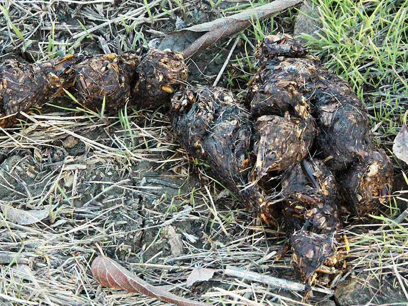 This mid-October Coyote scat contains pieces of grasshoppers, seeds, and animal fur.