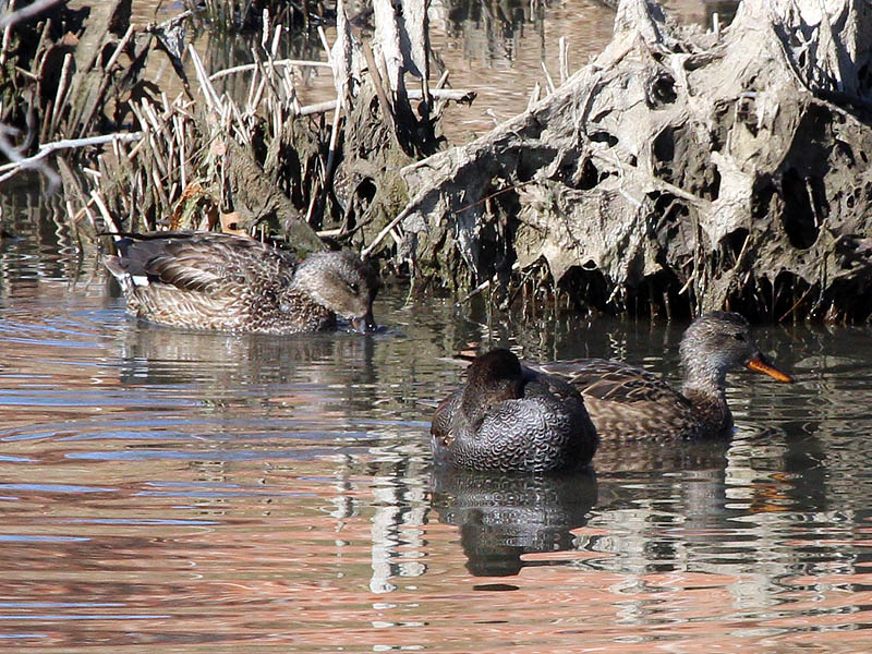 Gadwall - Male and Female