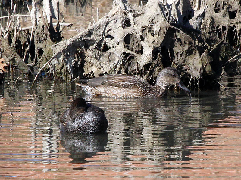 Gadwall - Male and Female