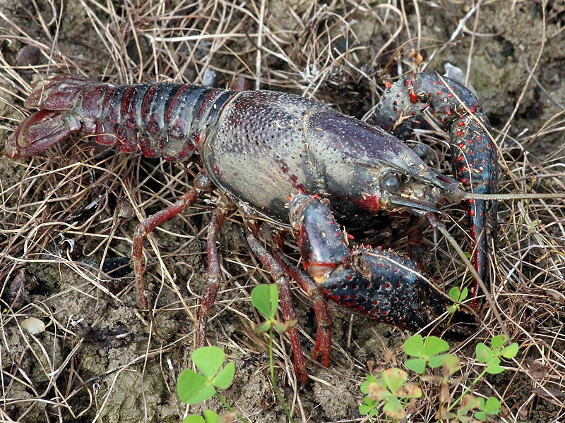 Red Swamp Crayfish - Brave or Moody?
