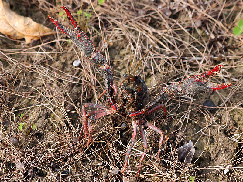 Red Swamp Crayfish - Brave or Moody?